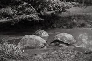 Giant tortoise
